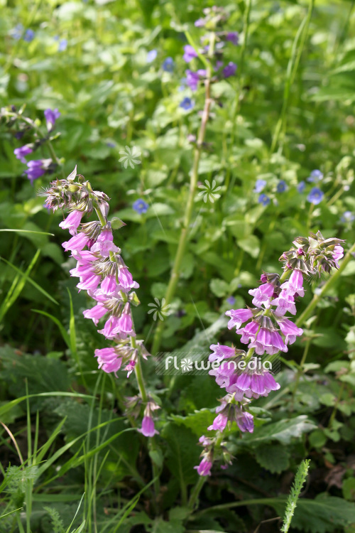 Horminum pyrenaicum 'Roseum' - Dragonmouth (103695)