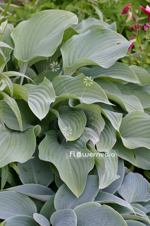 Hosta 'Fortunei Hyacinthina' - Plantain lily (103703)