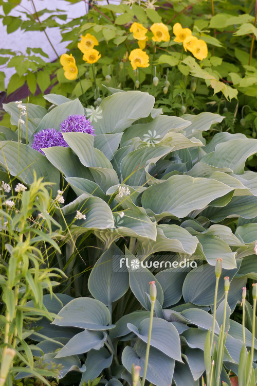 Hosta 'Fortunei Hyacinthina' - Plantain lily (103704)