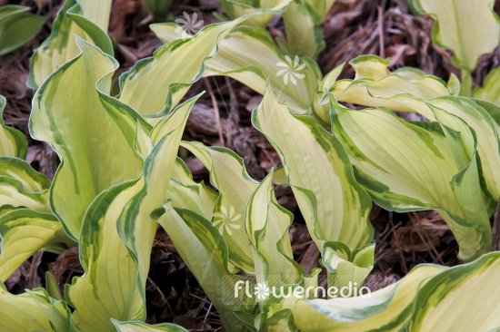 Hosta fortunei var. albopicta - Plantain lily (107862)
