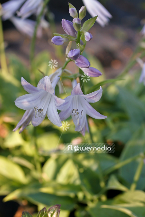 Hosta 'Fragrant Blue' - Plantain lily (103705)