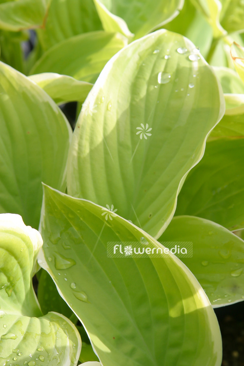 Hosta 'Fragrant Bouquet' - Plantain lily (107867)
