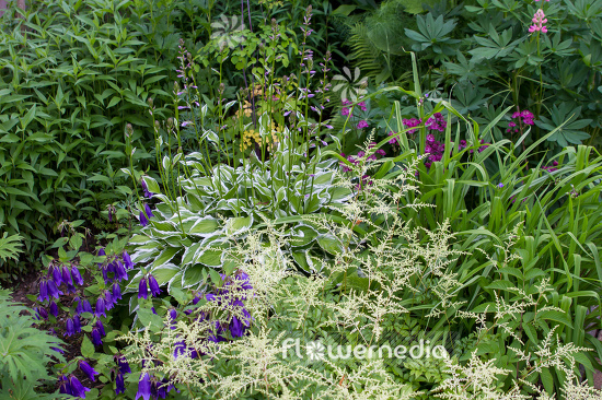 Hosta 'Francee' - Plantain lily (107868)