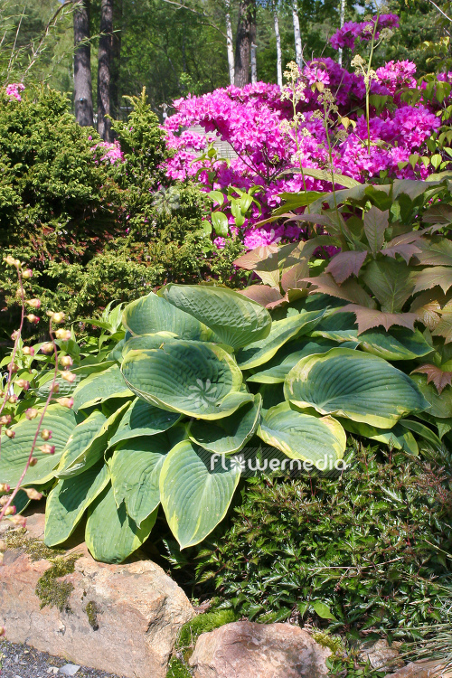 Hosta 'Frances Williams' - Plantain lily (107872)