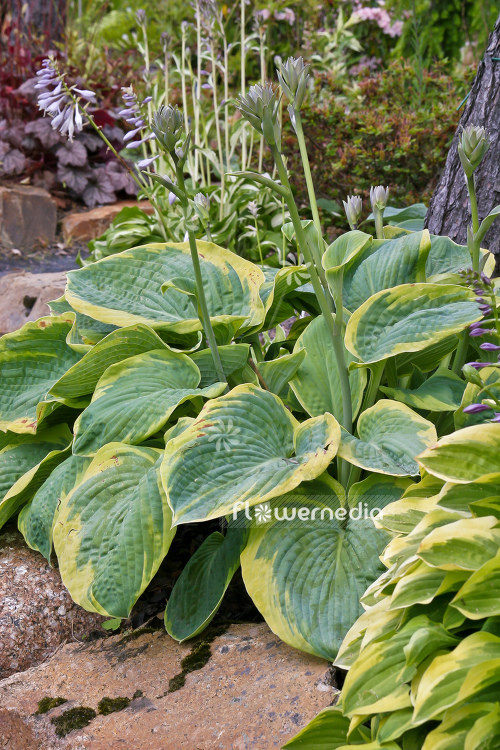 Hosta 'Frances Williams' - Plantain lily (107873)