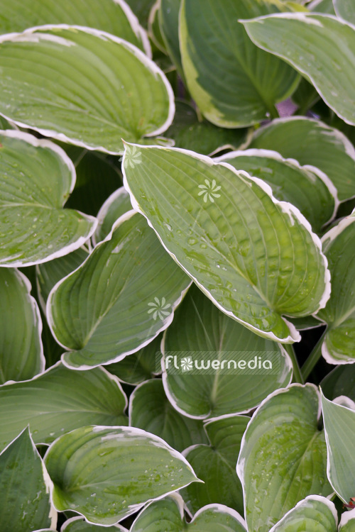 Hosta 'Frosted Jade' - Plantain lily (103706)