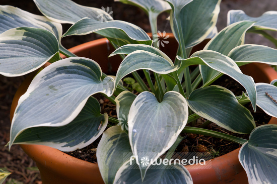 Hosta 'Goldbrook Glory' - Plantain lily (107875)