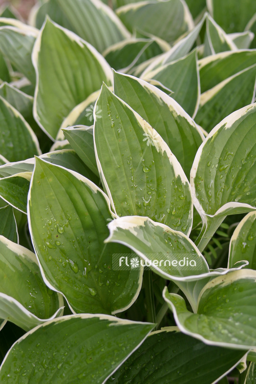 Hosta 'Green Gold' - Plantain lily (103708)