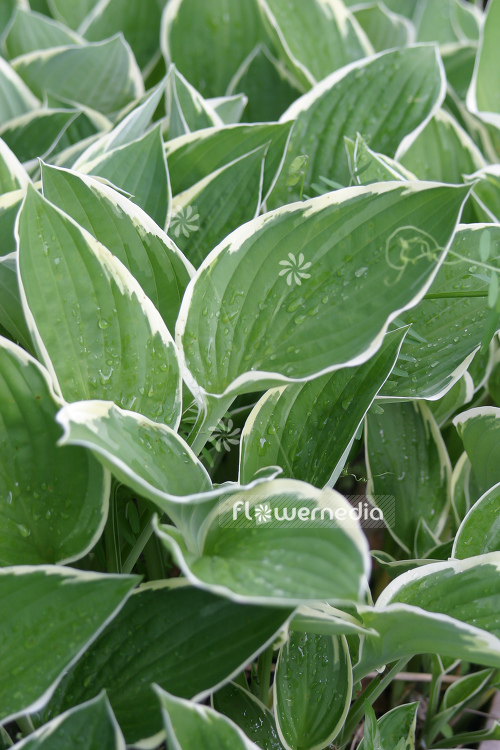 Hosta 'Green Gold' - Plantain lily (107877)