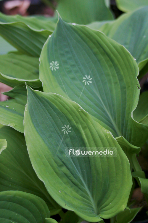 Hosta 'Jewel of the Nile' - Plantain lily (107903)