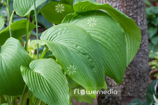 Hosta montana f. macrophylla - Plantain lily (107919)