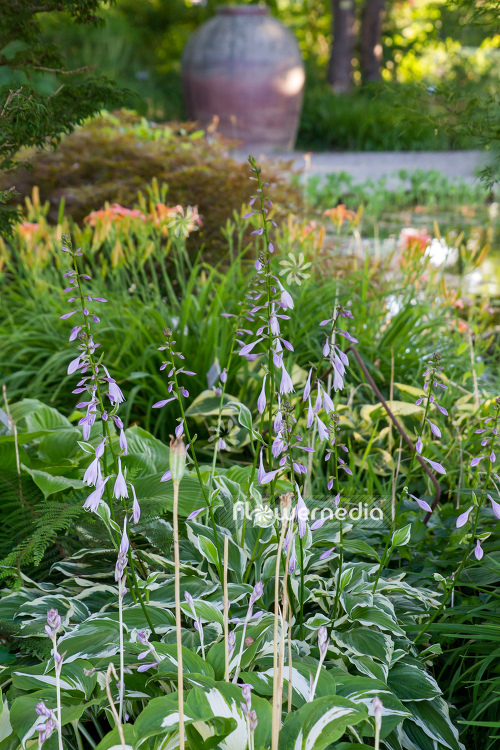 Hosta 'Night before Christmas' - Plantain lily (107922)