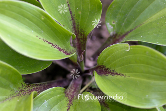Hosta 'One Man's Treasure' - Plantain lily (107685)