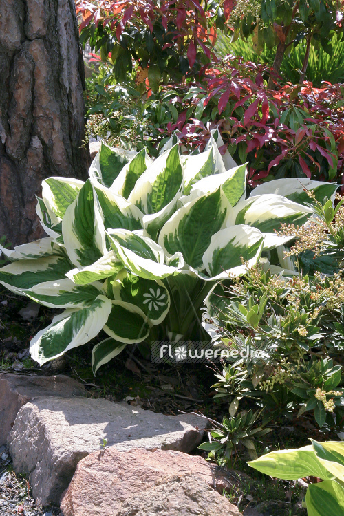 Hosta 'Patriot' - Plantain lily (107929)