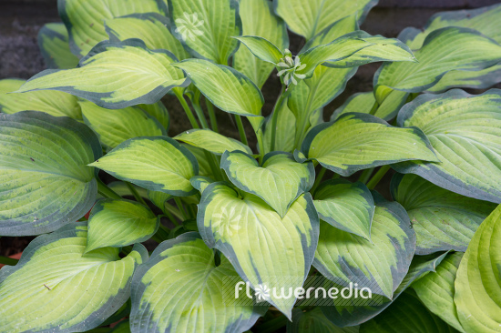Hosta 'Paul's Glory' - Plantain lily (107932)