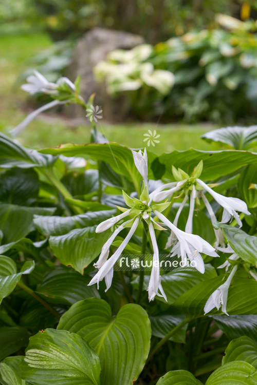 Hosta plantaginea - Plantain lily (107934)