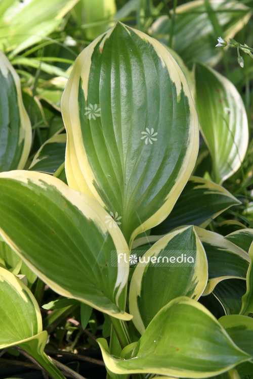 Hosta 'Queen Josephine' - Plantain lily (103712)