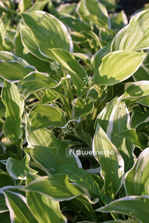Hosta 'So Sweet' - Plantain lily (103714)