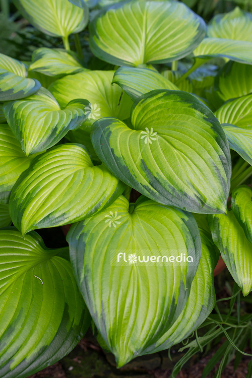 Hosta 'Stained Glass' - Plantain lily (107962)