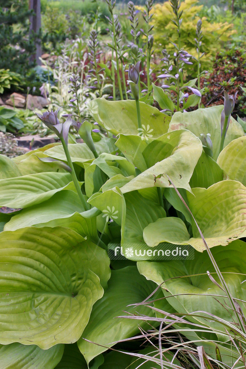 Hosta 'Sum and Substance' - Plantain lily (107963)