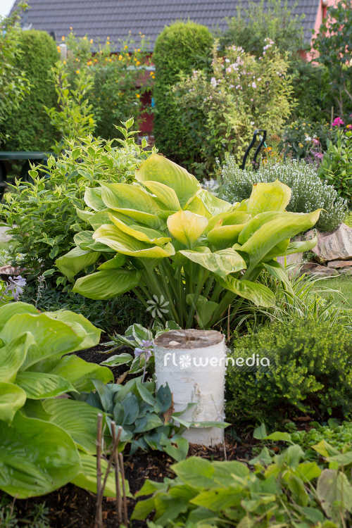 Hosta 'Sum and Substance' - Plantain lily (107964)
