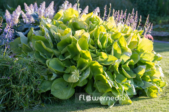 Hosta 'Sum and Substance' - Plantain lily (107965)