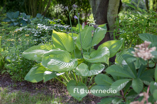 Hosta 'Sum and Substance' - Plantain lily (107966)