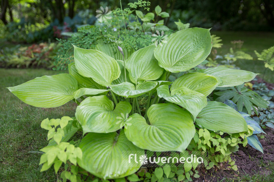 Hosta 'Sum and Substance' - Plantain lily (107967)