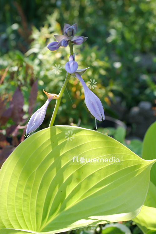 Hosta 'Sum and Substance' - Plantain lily (107968)