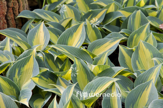 Hosta 'Touch of Class' - Plantain lily (107973)