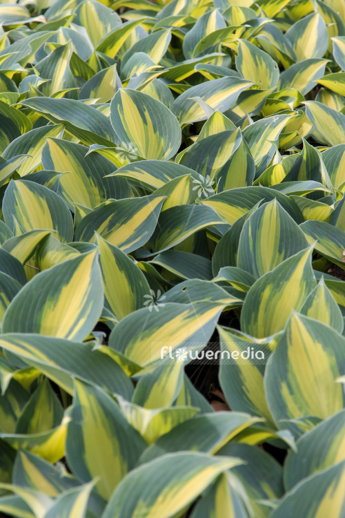 Hosta 'Touch of Class' - Plantain lily (107974)
