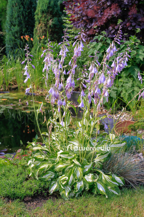 Hosta undulata var. undulata - Snow-feather plantain lily (107980)