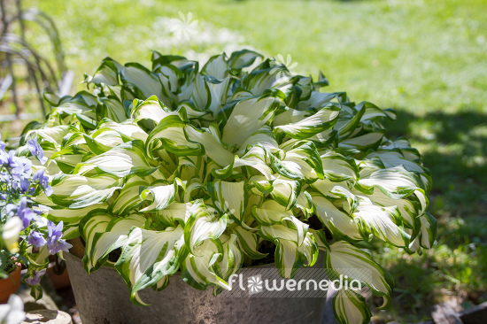 Hosta undulata var. undulata - Snow-feather plantain lily (107983)