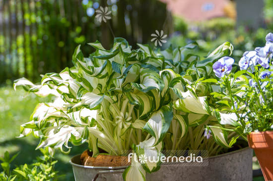 Hosta undulata var. undulata - Snow-feather plantain lily (107984)