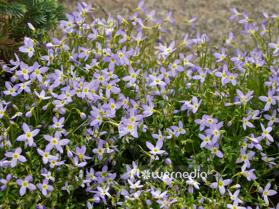 Houstonia caerulea - Azure bluet (101080)
