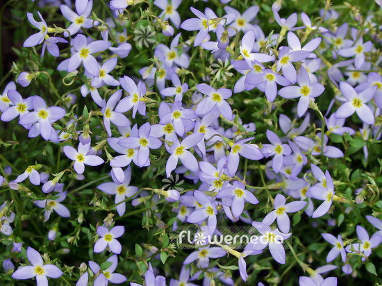 Houstonia caerulea - Azure bluet (101081)