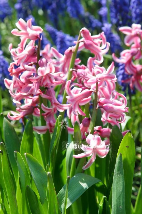 Hyacinthus orientalis - Common hyacinth (103722)