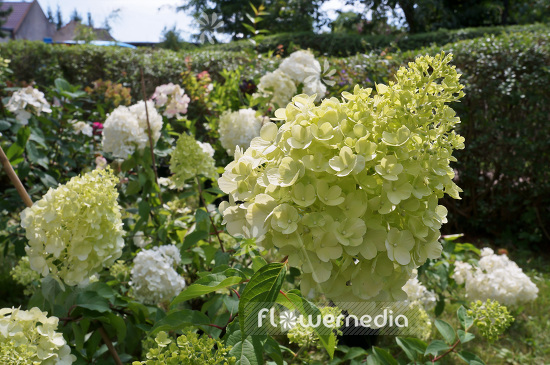 Hydrangea paniculata 'Polar Bear' - Panicled hydrangea (103732)
