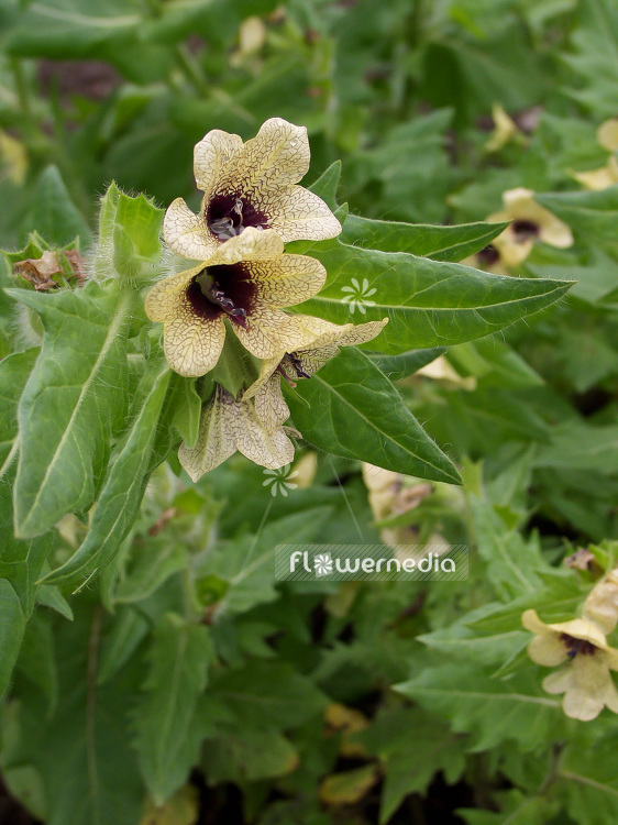 Hyoscyamus niger - Black henbane (101092)