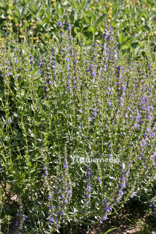 Hyssopus officinalis - Hyssop (103743)