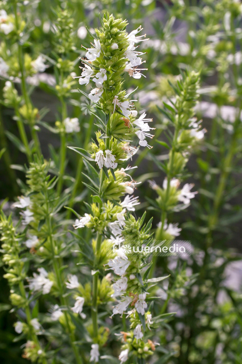 Hyssopus officinalis 'Alba' - White-flowered hyssop (103745)