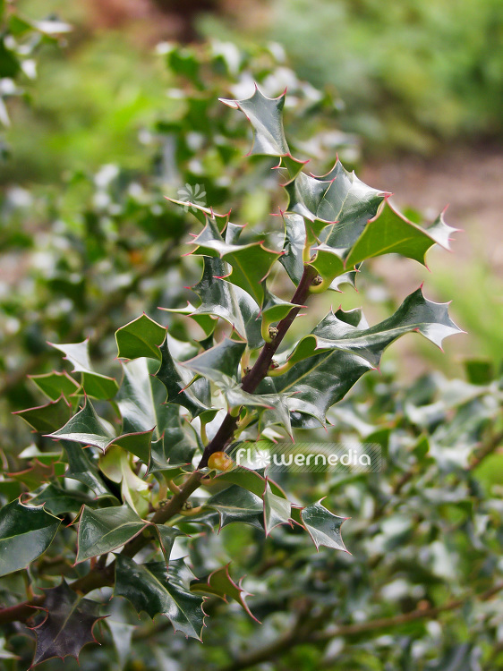 Ilex aquifolium - Common holly (101106)