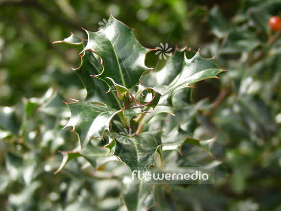 Ilex aquifolium - Common holly (101107)