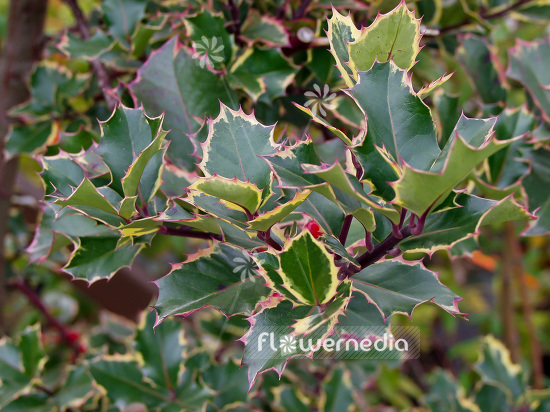 Ilex aquifolium 'Argentea Marginata' - Silver-margined holly (101108)