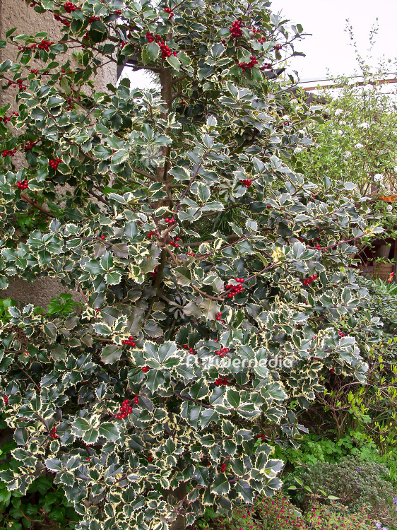 Ilex aquifolium 'Argentea Marginata' - Silver-margined holly (101111)