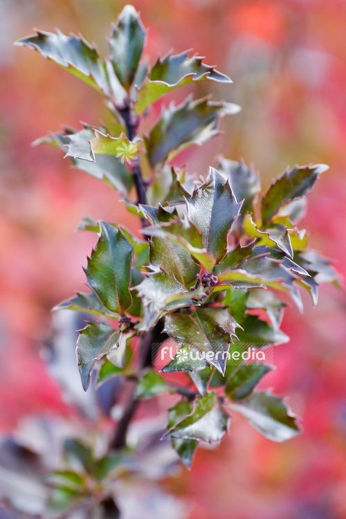 Ilex x meserveae 'Blue Princess' - Blue holly (105461)