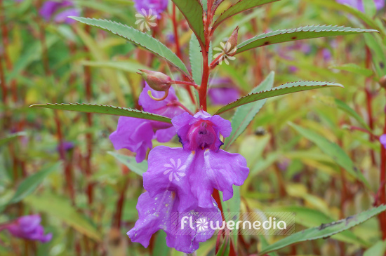 Impatiens balsamina - Garden balsam (110369)