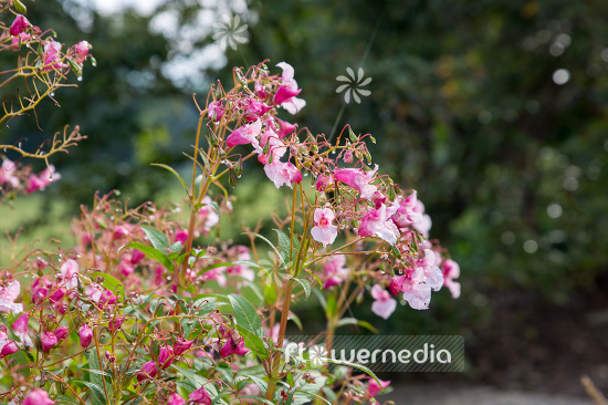 Impatiens gladulifera - Himalayan balsam (110370)