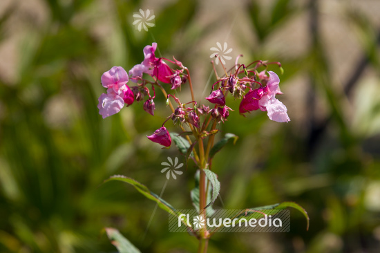 Impatiens gladulifera - Himalayan balsam (110372)