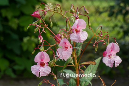 Impatiens gladulifera - Himalayan balsam (110373)